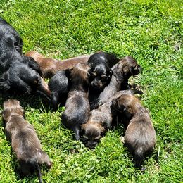 Dachshund Puppies from Walkers Weiners
