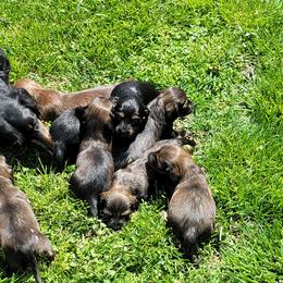 Dachshund Puppies from Walkers Weiners