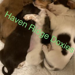 Dachshund Puppies from Haven Ridge Doxies