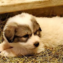 Great Pyrenees from Sandollar Farms | Alpacas & Great Pyrenees