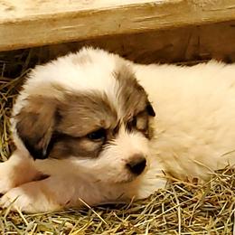 Great Pyrenees from Sandollar Farms | Alpacas & Great Pyrenees