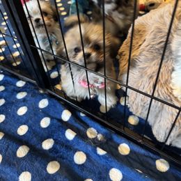 AKC girl 4 pink collar - Cream female Lhasa Apso puppy in Chico, California from Lhasa Apsos of northern Ca . Biewer terriers of northern California