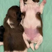 Shorkie Puppies from Strong Puppies