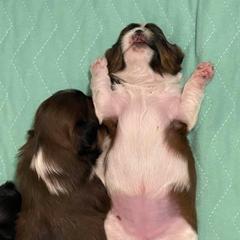 Shorkie Puppies from Strong Puppies
