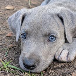 Lobelia - Blue female Great Dane puppy in Citra, Florida from AEW Farm