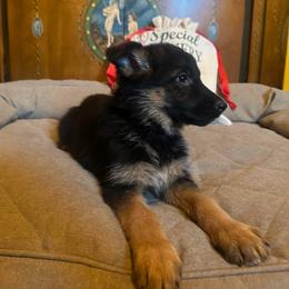 German Shepherd Puppies from Golden Ridge