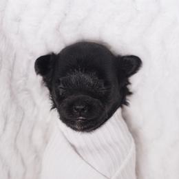 Happy (Pink Collar) - Black female Shihpoo puppy in Las Vegas, Nevada from Plush Toy Poodle Puppies & Pals