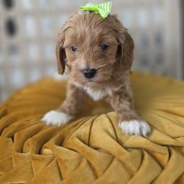 Nova - Apricot female Goldendoodle puppy in Decatur, Tennessee from Diamond's Doodles