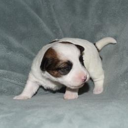 Edy Girl 3 - White and tan female Russell Terrier puppy in Middletown, Virginia from DBF Russell Terriers