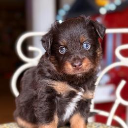 Raphael - Red tri male Miniature Australian Shepherd puppy in Buchanan, Georgia from Stanleyville Farm Mini Aussies
