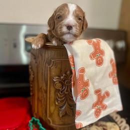 Shortbread - Apricot male Cavapoo puppy in Mouth Of Wilson, Virginia from HoneyBunn Doodle Co.