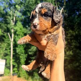 River - Tri-color male Bernedoodle puppy in Townville, South Carolina from Copper Creek Bernedoodles