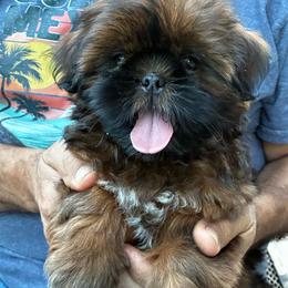 White - Tricolor female Shih Tzu puppy in Chico, California from North State Shih tzus