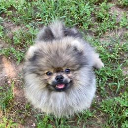 Mickey - Wolf sable male Pomeranian puppy in Citrus Heights, California from Yev and Marina's Pomeranians (AKC)
