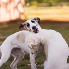 Borzoi Puppies from Rezance Borzoi