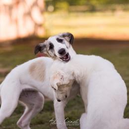 Borzoi Puppies from Rezance Borzoi