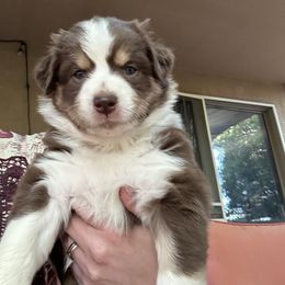 Molly Weasley - Red tri-color Australian Shepherd puppy in Waddell, Arizona from Honey and Fig Farm