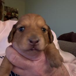 Girl 2 Dapple Light - Dapple female Dachshund puppy in Swanton, Ohio from Mighty But Mini Dachshunds