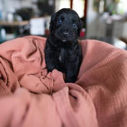 Lucky - Black male Goldendoodle puppy in Austin, Texas from Alex's Goldendoodles