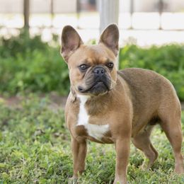 Maple - French Bulldog