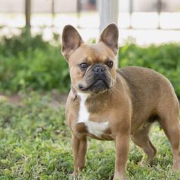 Maple - French Bulldog