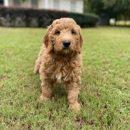 Blue boy - AKA - JR - Chocolate male Goldendoodle puppy in Thomasville, Georgia from South Georgia Golden Doodle Ranch LLC
