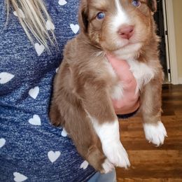 Australian Shepherd Puppies from Lake Daze