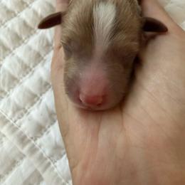 Boy 4 - Cream male Goldendoodle puppy in Godley, Texas from Godley Designer Doodles
