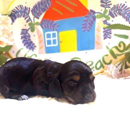 Windmill - Black and tan female Dachshund puppy in Hensley, Arkansas from The Dachshund Barn