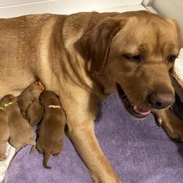 Ruby - Labrador Retriever