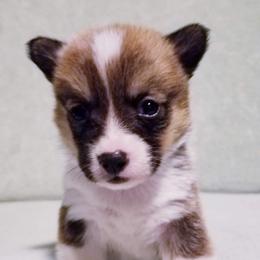 American Corgi and Pembroke Welsh Corgi Puppies from Whimsical Treasure Corgis