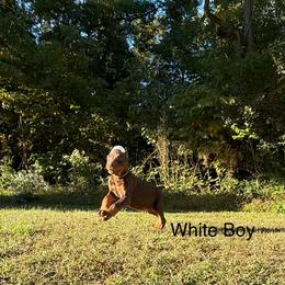 White - Red and rust male Doberman Pinscher puppy in Knox, Indiana from Double River Dobermans