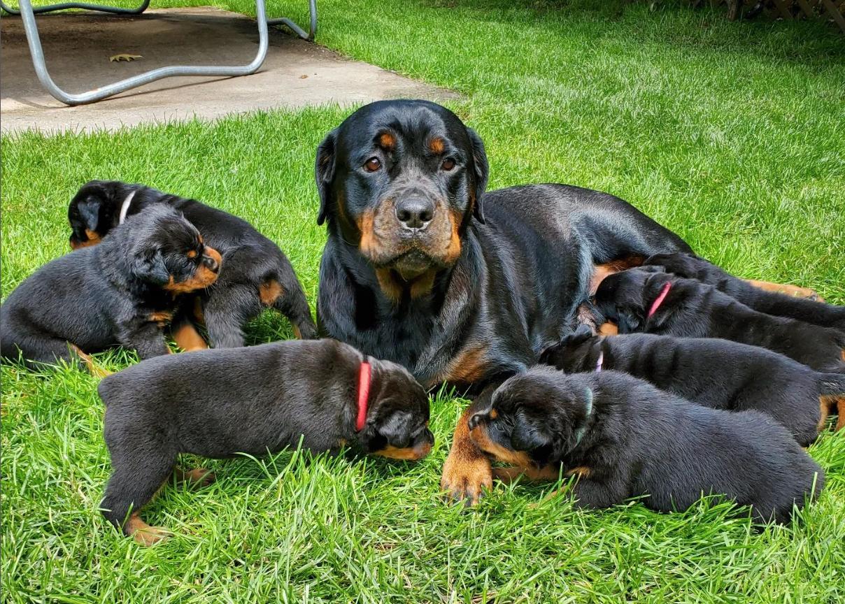 Ironclad Rottweiler in New Hampshire | Rottweiler puppies | Good Dog