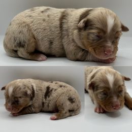 Red Merle female 2 - Red merle female Toy Australian Shepherd puppy in Brooker, Florida from Honey, I Shrunk the Aussies