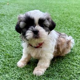 AKC- Ace - Black gold and white male Shih Tzu puppy in Henderson, Nevada from SHIH TZU HOUSE