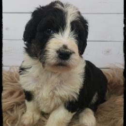 Jean - Black and white female Sheepadoodle puppy in Farley, Iowa from Iowa's Doodle Co.