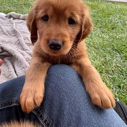 Golden Retriever Puppies from Bigfoot Goldens - AKC Registered Dark Red