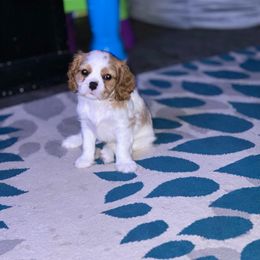 Cavalier King Charles Spaniel Puppies from Cassie’s Cavaliers