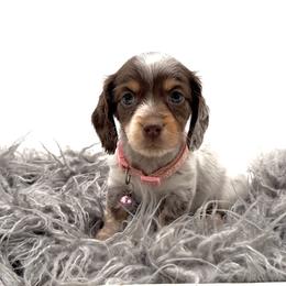 Dachshund, French Bulldog, and Pomeranian Puppies from AZ Royal Doxies llc