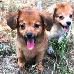 Layla - Fawn female Companion Cross puppy in Garvin, Oklahoma from Hochatown Awesome Aussies