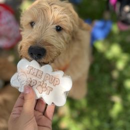 French Bulldog and Goldendoodle Puppies from The Pup Spot