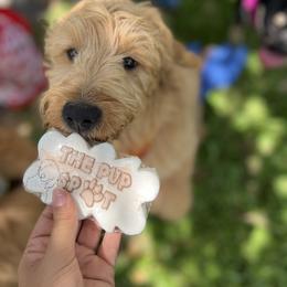 French Bulldog and Goldendoodle Puppies from The Pup Spot