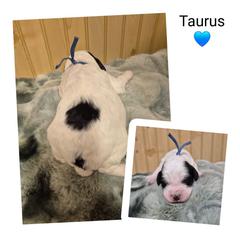 Taurus - Black white and tan male Springerdoodle puppy in Freeland, Michigan from McNally's Springer Spaniels