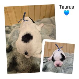 Taurus - Black white and tan male Springerdoodle puppy in Freeland, Michigan from McNally's Springer Spaniels