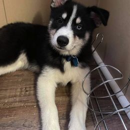 Pomsky Puppies from DoubleBee Pomsky Pups