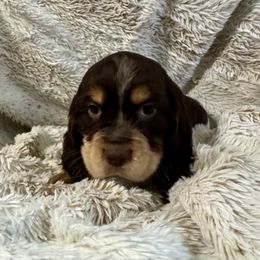 Caramella - Liver white and tan female English Springer Spaniel puppy in Coeur D'alene, Idaho from Springer Hollow