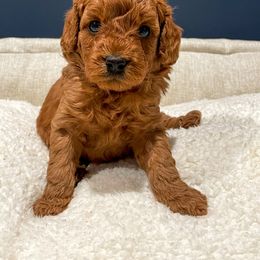 Cavapoo Puppies from SoCal Cavapoos