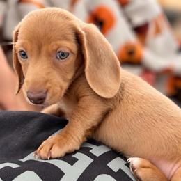 Simba AKC - (2,300) - Chocolate male Dachshund puppy in Indian Trail, North Carolina from Hilda’s Teenie Weenies