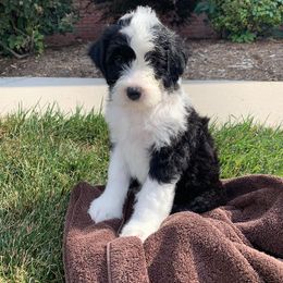 Sheepadoodle Puppies from Narrow Path Puppies