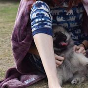 Keeshond Puppies from Anna Boehringer
